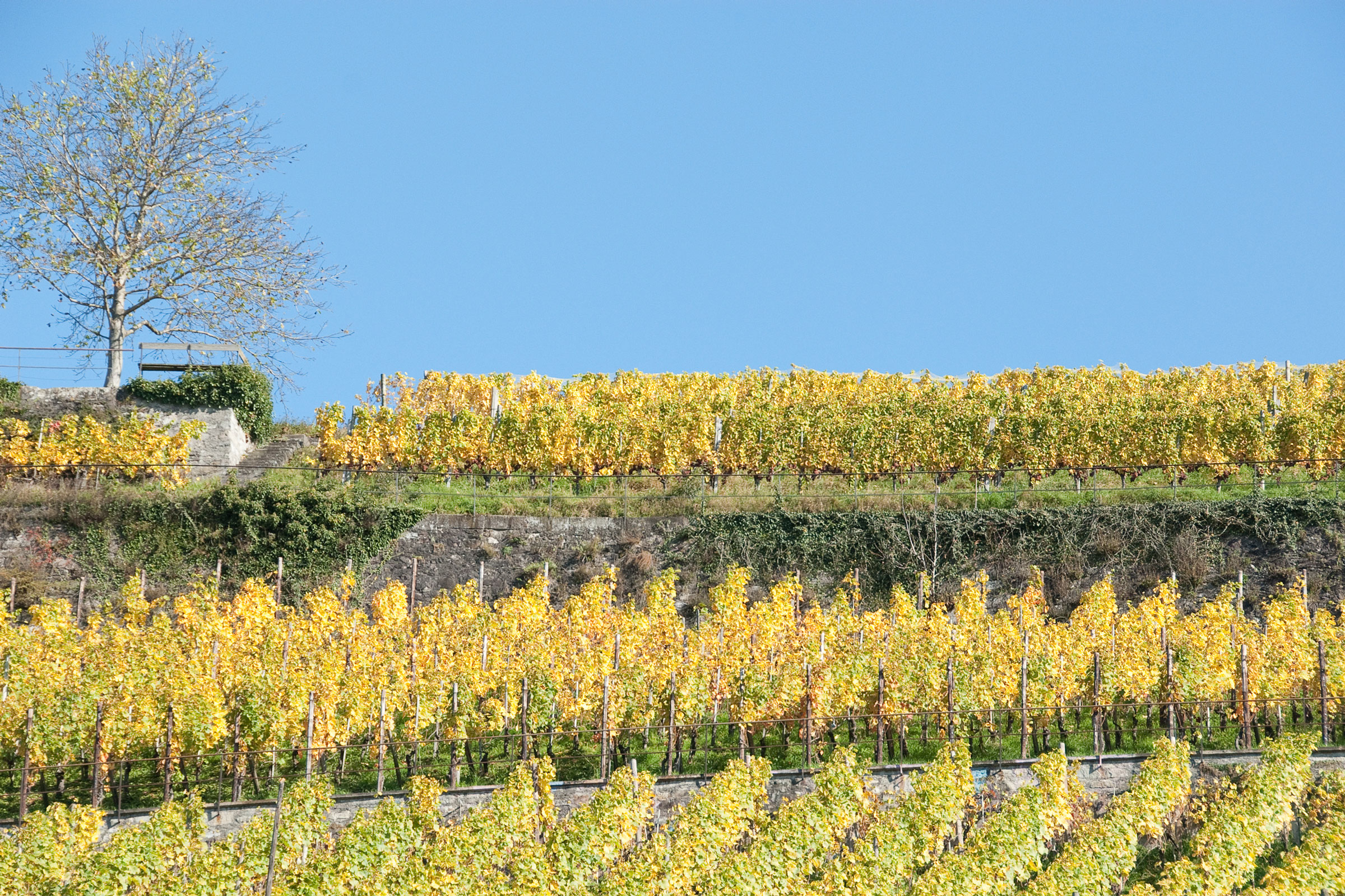 Vineyard in the fall, near Lake Zurich, Switzerland