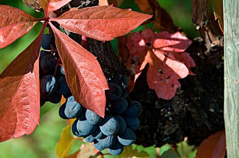 Red leaf and dark grapes. Photo by A. Haenni