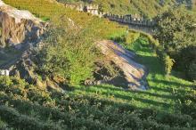 Vineyard in Bellinzona, Ticino, Switzerland