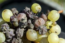 Grapes with Botrytis cinerea, or nobel rot. Photo by A. Haenni